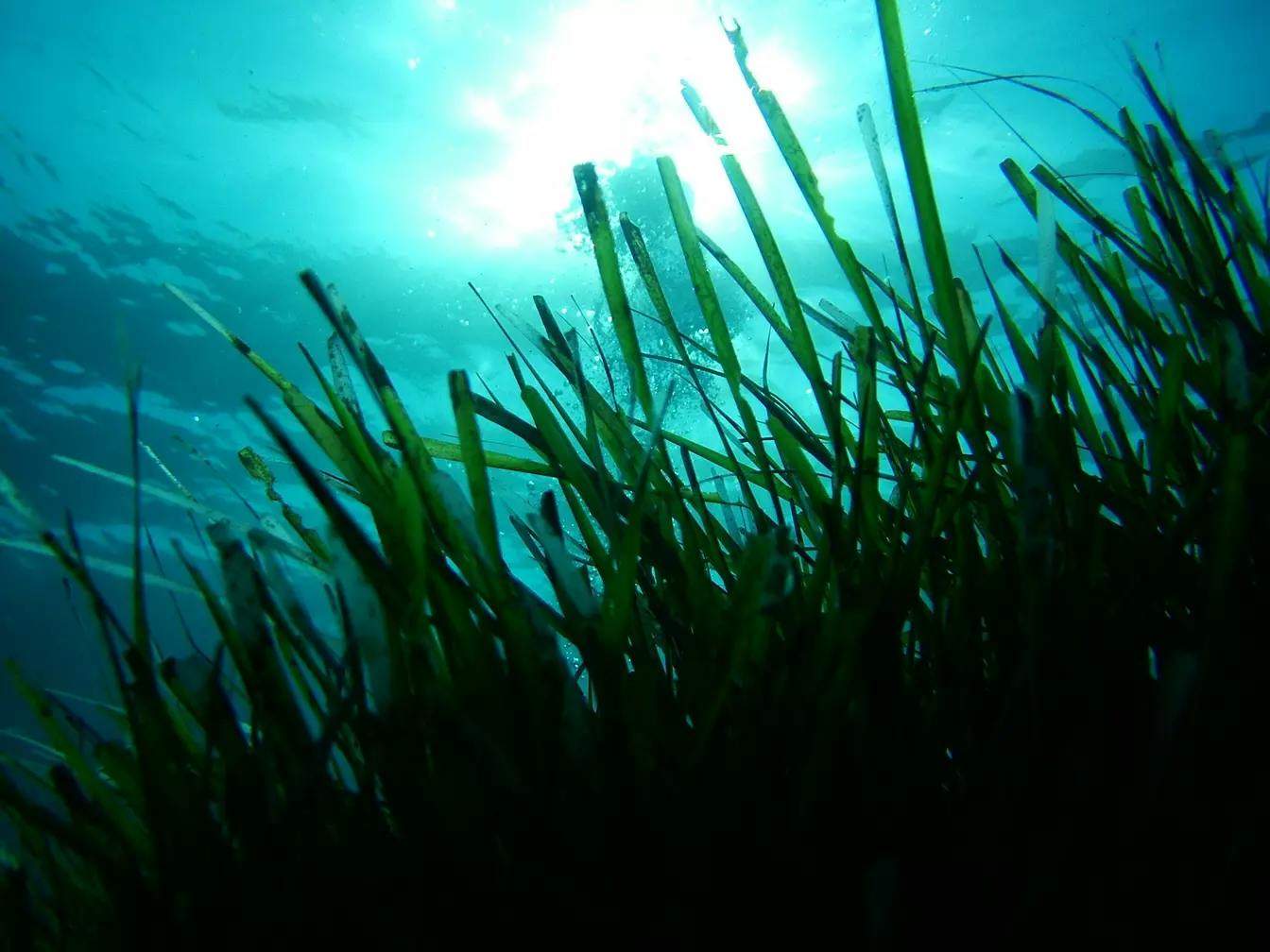 ISPRA Seagrass project - Press release image