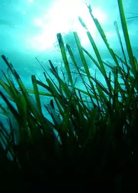 ISPRA Seagrass project - Press release image