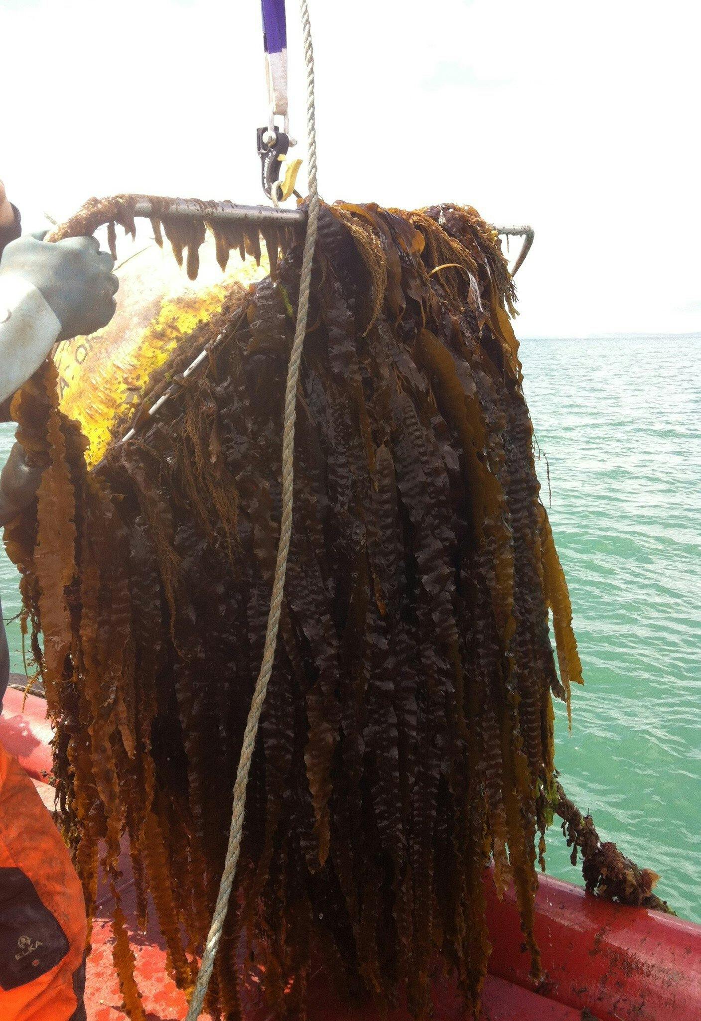 Biofouling power cables - Bracklesham 2014 - below the surface after 6 months immersion period