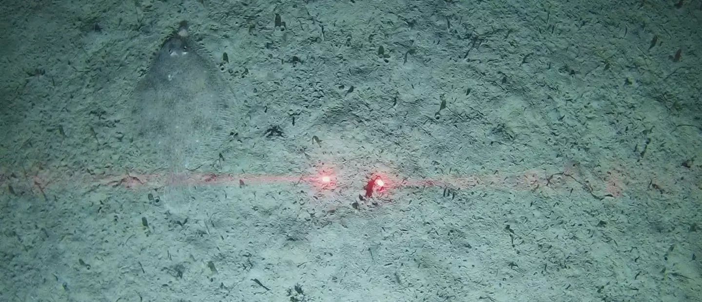 GrabCam frame capture during a benthic habitat survey. Image shows a representative seafloor for the region, with a flatfish (to the left of the scaling lasers).